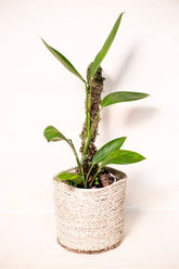 Scindapsus rupetris